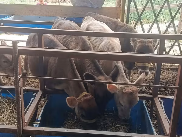 بقرة, Simmental cattle