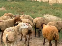 母羊, Apsheron sheep — 照片 1