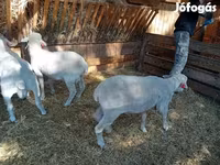 Beran, Merino sheep — foto 7