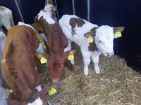 Taureau, Simmental cattle — photo 3