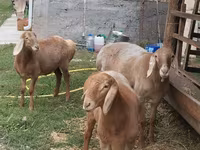 भेड़, Arashan sheep — फ़ोटो 5