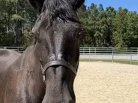 فرس, Percheron — الصورة 5