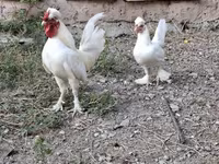 Chickens — zdjęcie 1