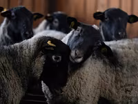 Carnero, Romanov sheep — foto 3