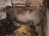Bull, Charolais cattle — photo 3
