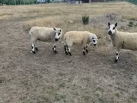 نعجة, Cerry Hill sheep — الصورة 3