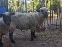 Beran, Shroshire sheep — foto 3