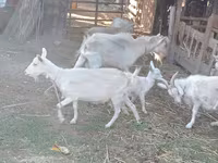 Chèvre, Dutch Landrace goats — photo 4