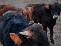 Taureau, Swiss cattle — photo 2