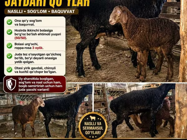 Brebis, Moutons