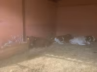 Vache, Yaroslavl cattle — photo 7