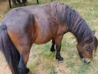 雄馬, Shetland Pony — 写真 1
