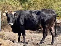 Vache, Race brune des Carpates — photo 3