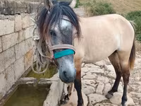 Kůň, Alter Real — foto 2