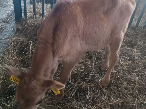 Vaca, Ganado vacuno