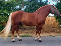Horse (M), Noriker — photo 1