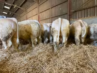 Taureau, Simmental cattle — photo 7