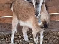 बकरी, West African dwarf goats — फ़ोटो 3