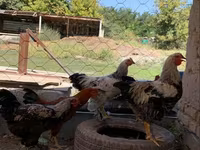Chickens — Foto 2