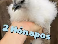 Silkie — foto 3