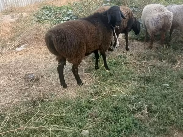 Qoç, Rhon sheep