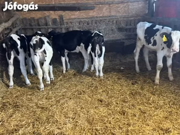 Býk, Russian Black pied cattle