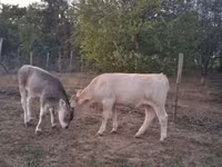 Vaca, Raza carpatiana marrón — foto 4