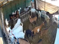 बकरी, Saanen goat — फ़ोटो 3