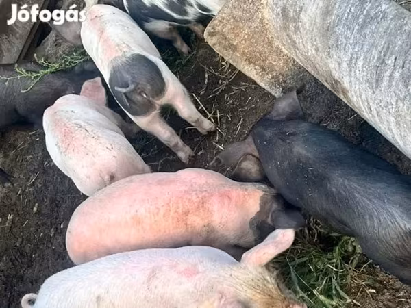 Sow, Pigs