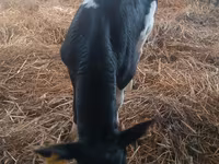 सांड, Simmental cattle — फ़ोटो 3