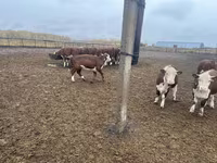 Vaca, Vaca kazaja de cabeza blanca — foto 4