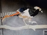 Chickens — الصورة 2