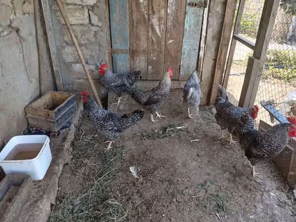 Slovinská proužkovaná slepice
