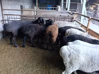 母羊, Rhon sheep — 照片 4