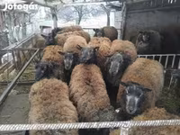 نعجة, Texel sheep — الصورة 2