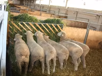 Bélier, Dorset horn sheep — photo 4