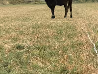 母牛, Swiss cattle — 照片 5