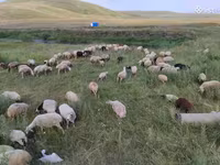 母羊, Balbas sheep — 照片 5