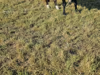 Taureau, Race Holstein — photo 1