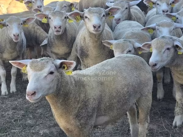 Schaf, Ile-de-France sheep