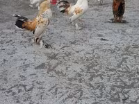 Japanisches Bantam — Foto 2