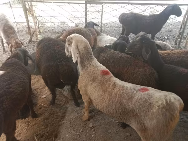 公羊, Sheep