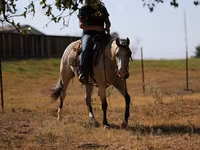 Klisna, Quarter Horse — foto 3