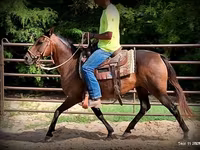 Jument, Quarter Horse — photo 8