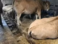 Kuh, Aubrac cattle — Foto 1