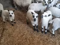Carneiro, Cerry Hill sheep — foto 1