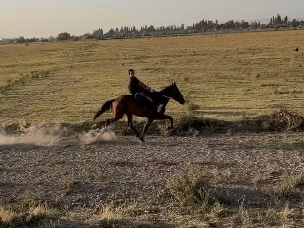 Yegua, French Trotter