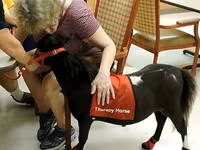 فرس, Miniature horse — الصورة 7