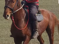 حصان, Trakehner — الصورة 2