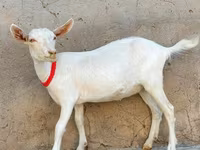 母山羊, Saanen goat — 照片 1
